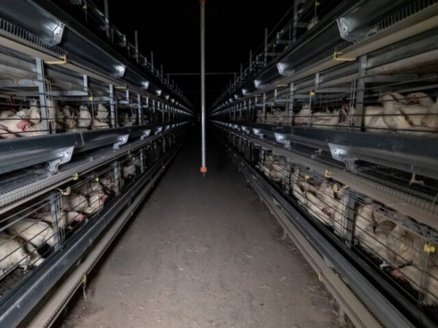 Two long rows of multi-tiered cages extend into the dark inside a barn at an enriched battery cage egg farm. Thousands of hens live inside these cages.