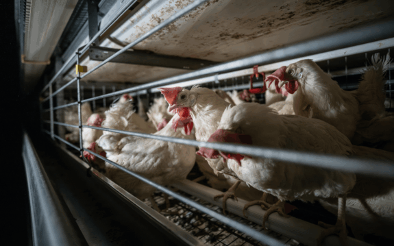 No Future in Cages: Why USask’s New Poultry Research Facility Misses the Mark