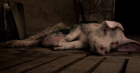 Animal Justice Files to Take Ontario Ag Gag Fight to Supreme Court