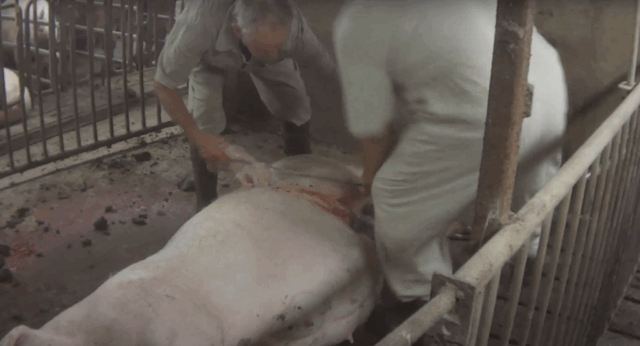 A sick mother pig is sliced open on a dirty farm floor, while her unborn piglets are ripped out of her.