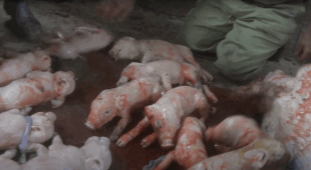 More than ten piglets are strewn about on a dirty concrete floor, seconds after being ripped from their mother in an illegal c-section.