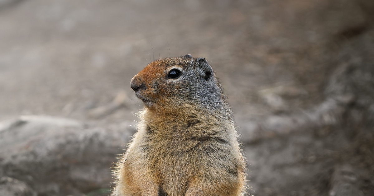 A ground squirrel is shown scanning his surrounding, this image is from a blog by Animal Justice covering the Manitoba government's dismissal of an appeal against cruel posions.
