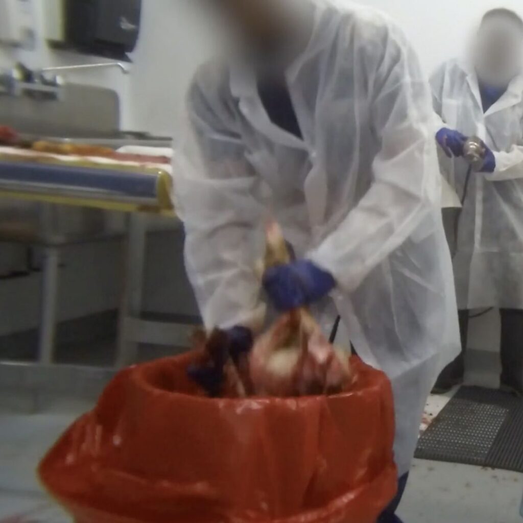 A beagle used in experiments at Nucro-Technics lab in Toronto, Ontario, visibly bloody, is thrown into a garbage can by people in white lab coats.