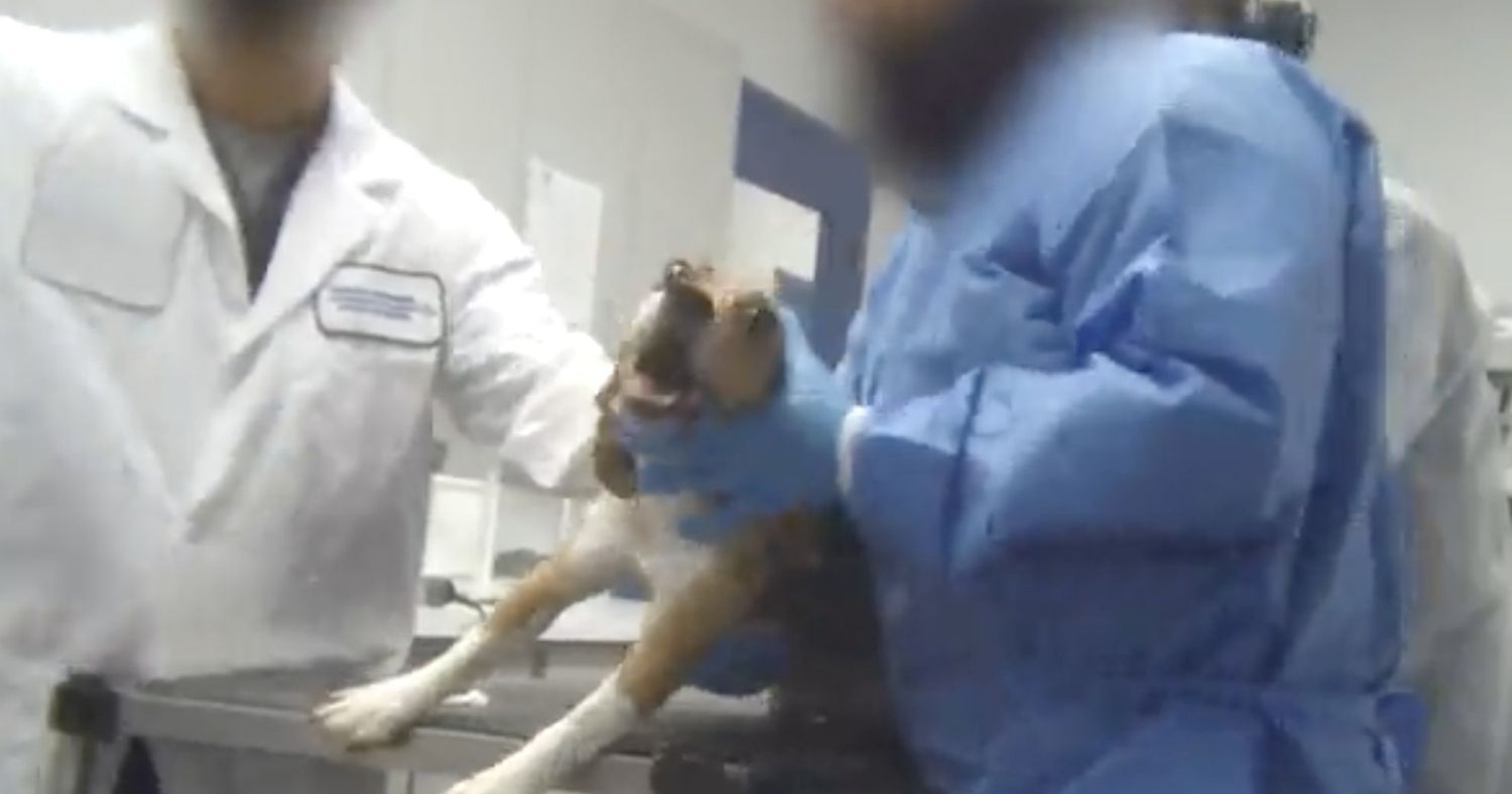 A beagle is restrained on a metal table by two lab workers in lab coats.