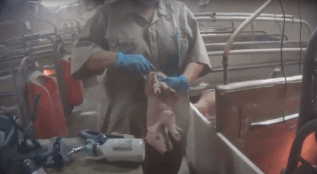 A worker is seen castrating a screaming piglet without any pain relief.