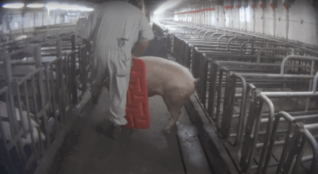 A worker kicks a pig and beats them with a sorting panel.