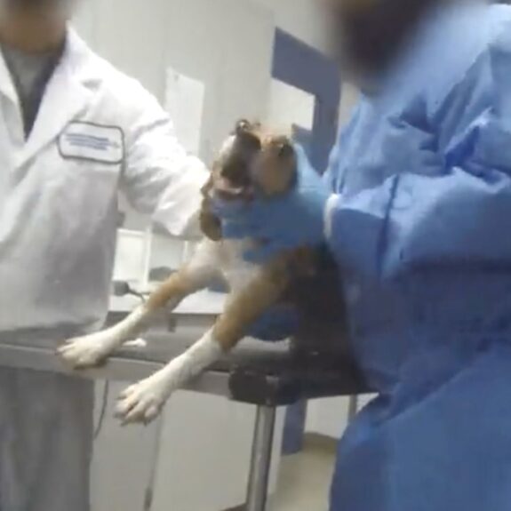 Tell Nucro-Technics: Rehome Lab Dogs—Don’t Kill Them!