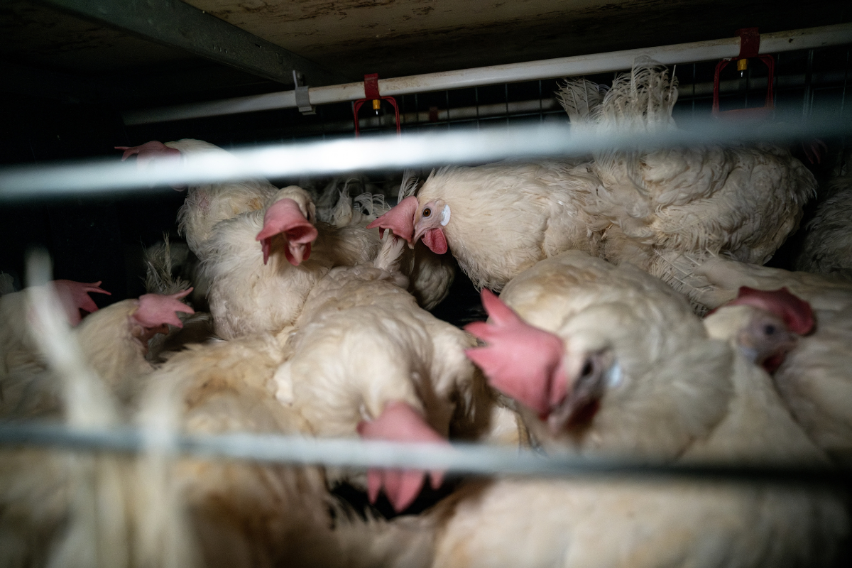 White laying hens live inside a cramped enriched battery cage at an egg farm.