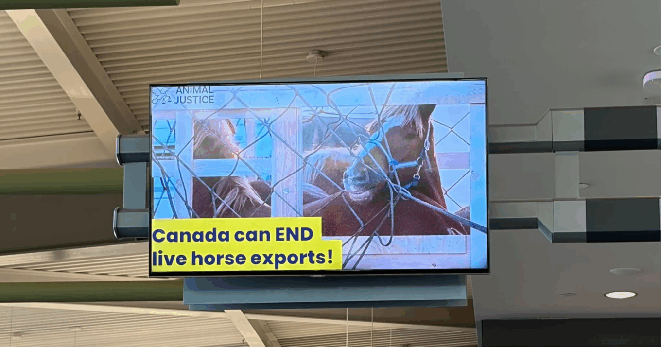 Live Horse Exports: New Ottawa Airport Ads Call for Ban