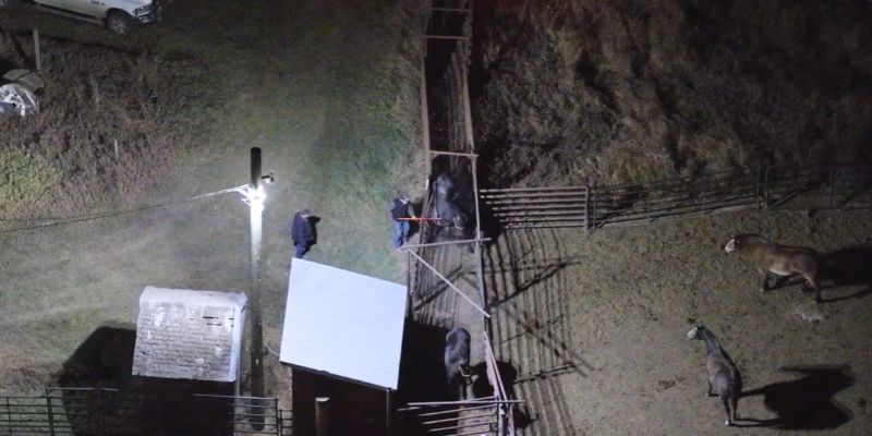 Shocking footage exposes horses being abused at an Alberta feedlot before they’re shipped to Japan for slaughter