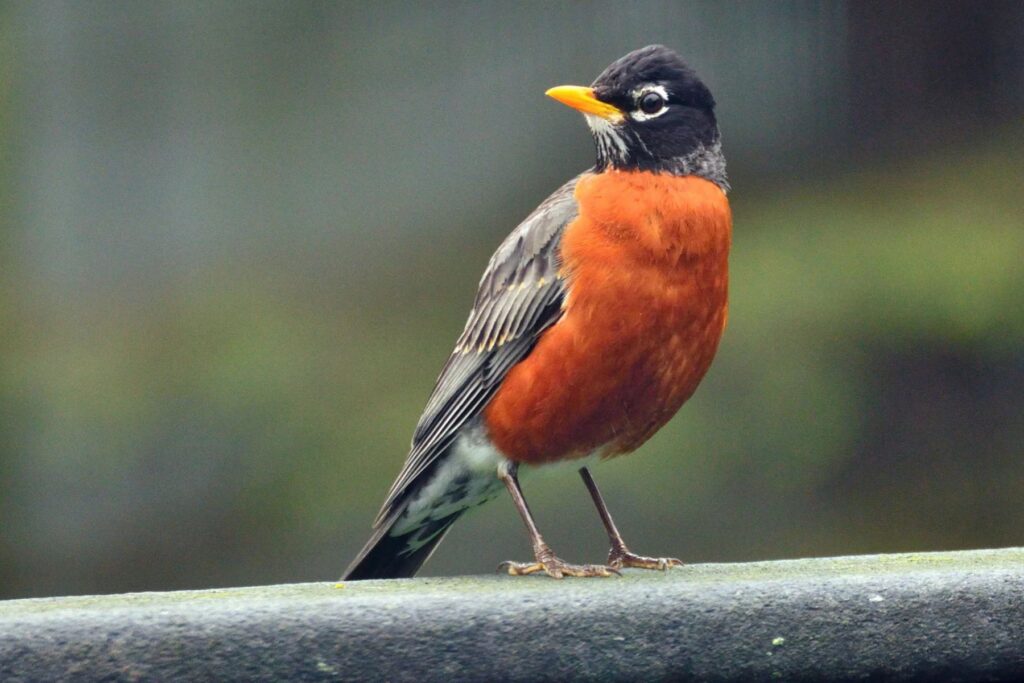An American robin, one of the many bird species that rely on Ontario Place for habitat.