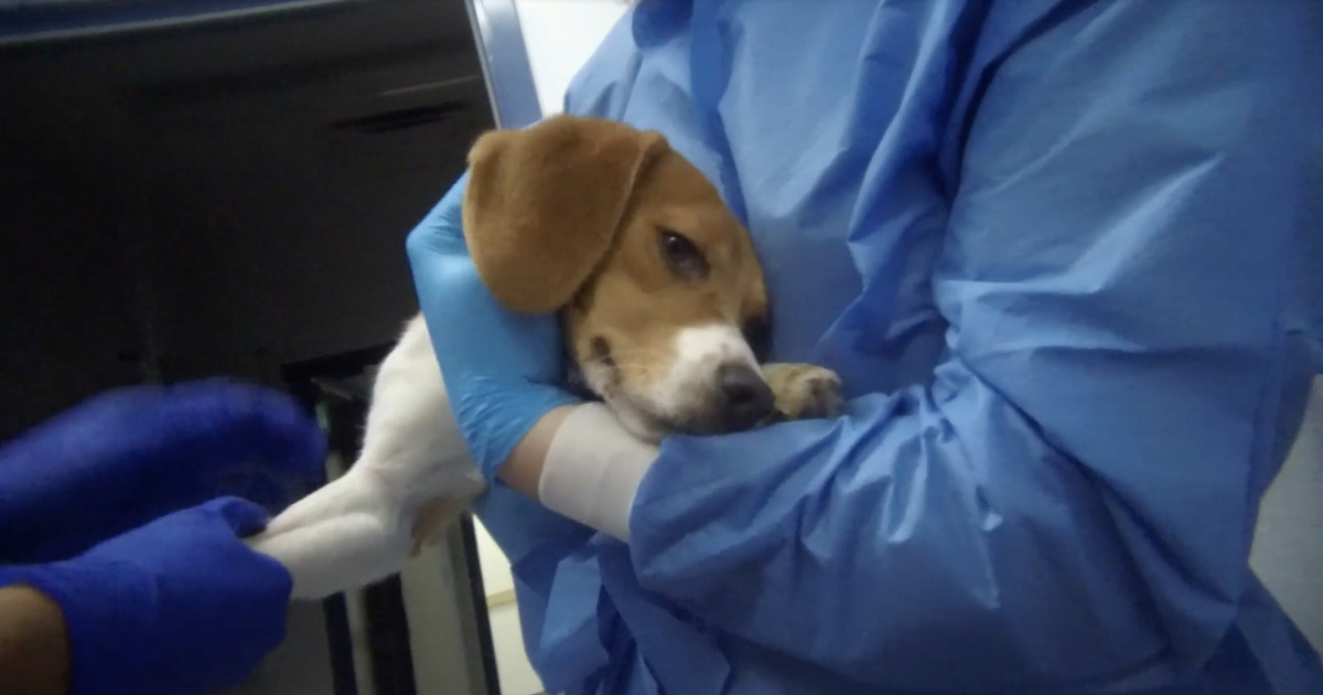 Dog struggling on exam table at Nucro-Technics
