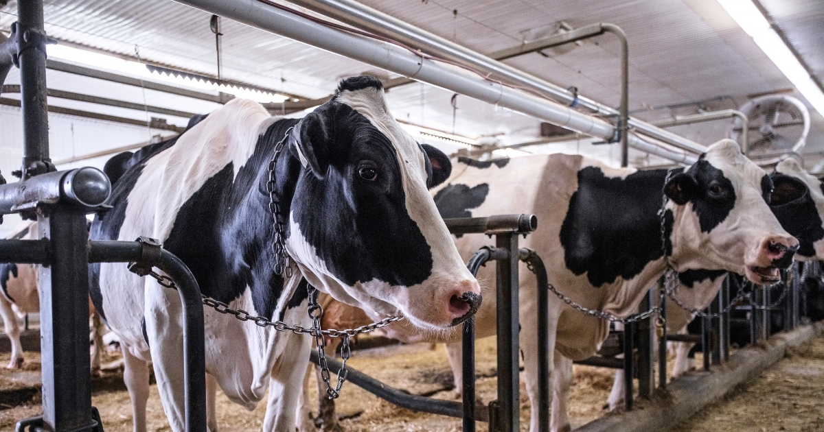 Dairy cows chained by the neck in tie stalls at a Quebec dairy farm