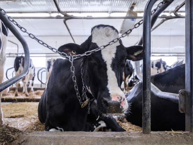 Over 70 percent of dairy barns in Quebec confine cows to tie-stalls. Photo: Ira Moon | Animal Justice | We Animals Quebec dairy cows in tie-stalls.