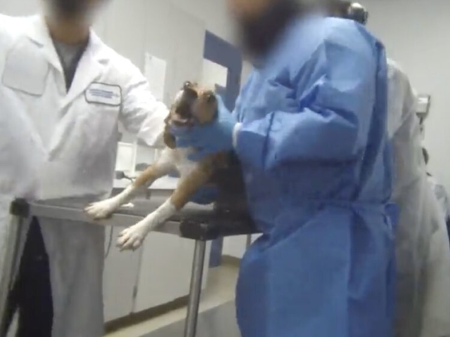 Nucro-Technics lab. Last Chance for Animals captures a dog collapsing on a table at Nucro-Technics
