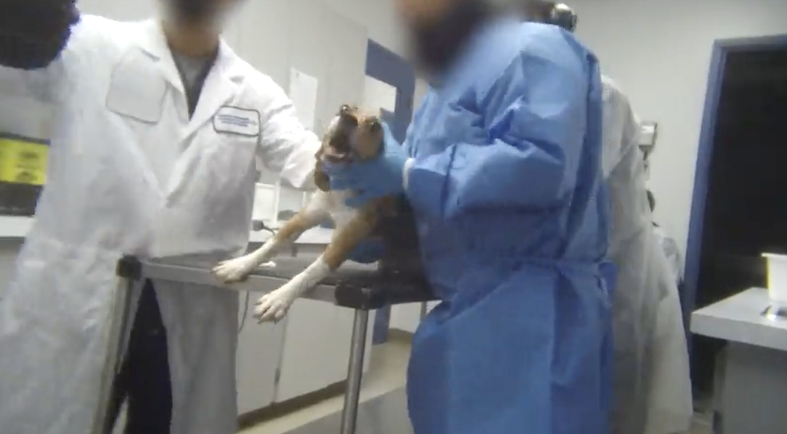 Dog collapses on a table at Nucro-Technics