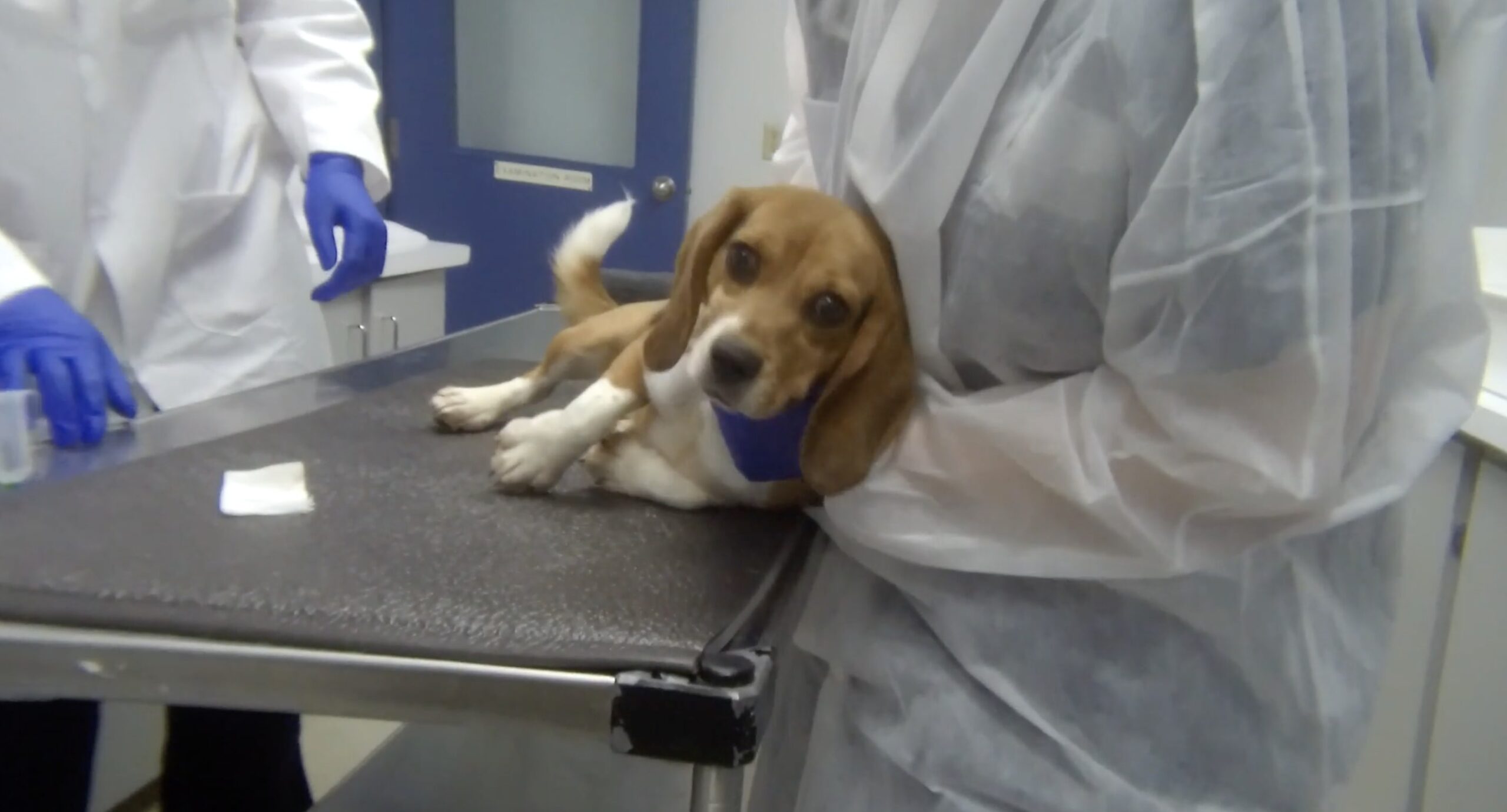 Dog collapsing on exam table at Nucro-Technics