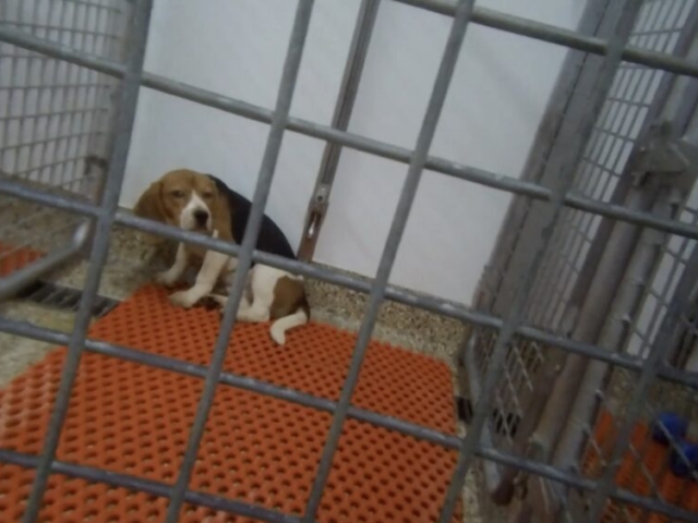 Nucro-Technics lab. Last Chance for Animals captures a dog in quarantine at Nucro-Technics