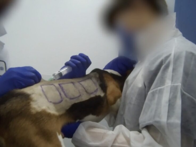 Nucro-Technics lab. Last Chance for Animals captures a dog with injection sites at Nucro-Technics