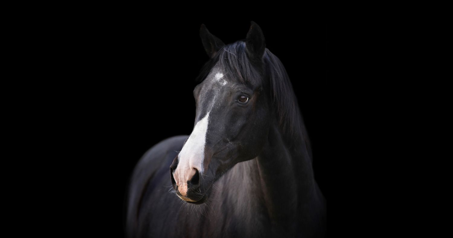Horse with black background.