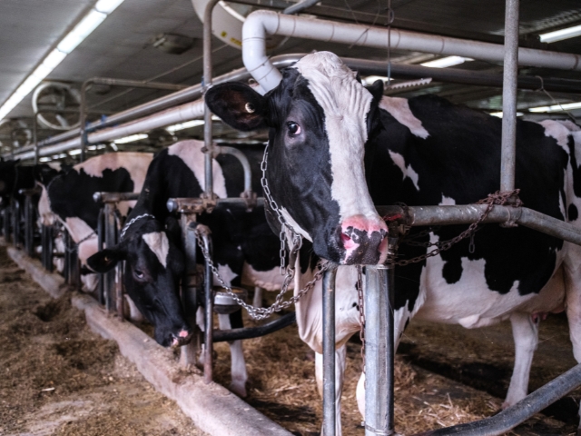 Over 70 percent of dairy barns in Quebec confine cows to tie-stalls. Photo: Ira Moon | Animal Justice | We Animals Quebec dairy cows in tie-stalls.