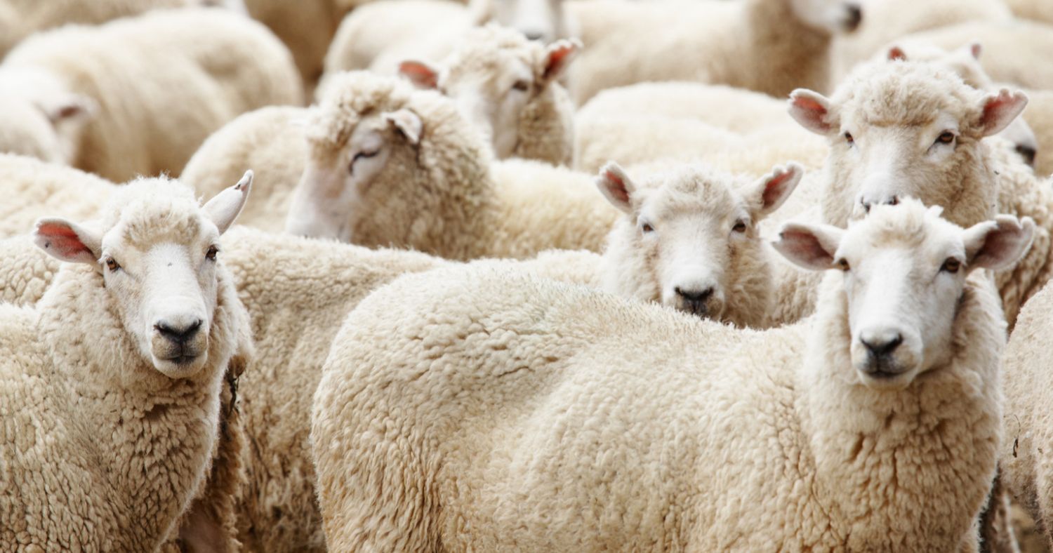 Sheep in farm.