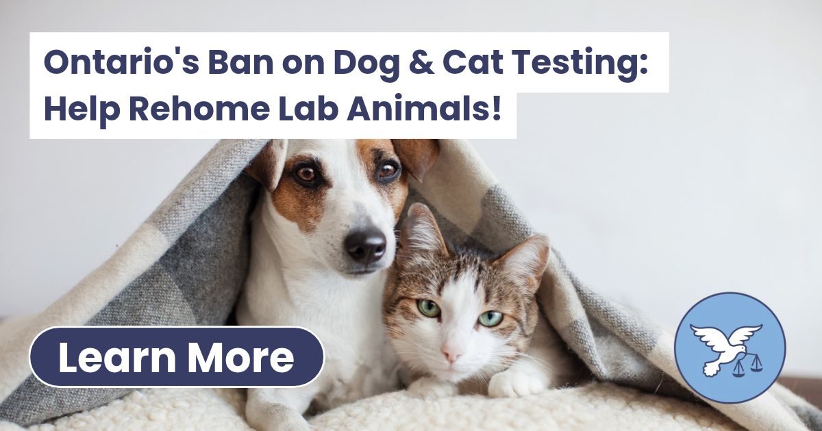 Ontario's Ban on Dog & Cat Testing: Help Rehome Lab Animals! - Animal ...