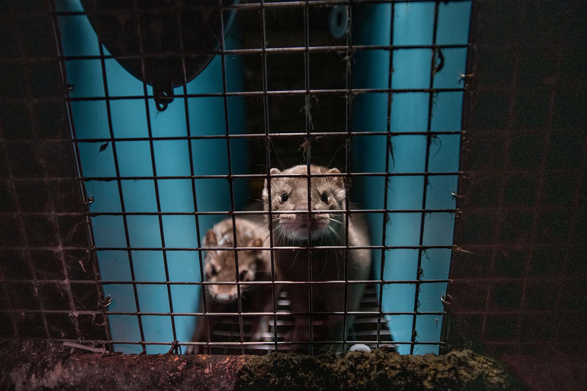 Two mink at a fur farm stare out through the wire mesh of a barren cage. Their tiny enclosure contains no nest or bedding.