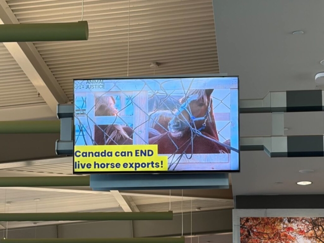 Animal Justice launched ads at the Ottawa International Airport featuring photos of horses packed into wooden crates, calling for an end to Canada's live export trade.