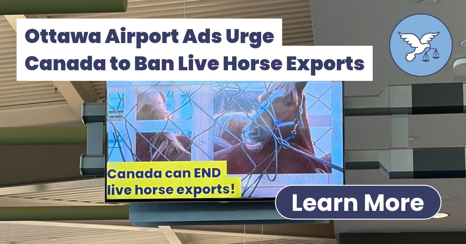 Live Horse Exports: New Ottawa Airport Ads Call for Ban